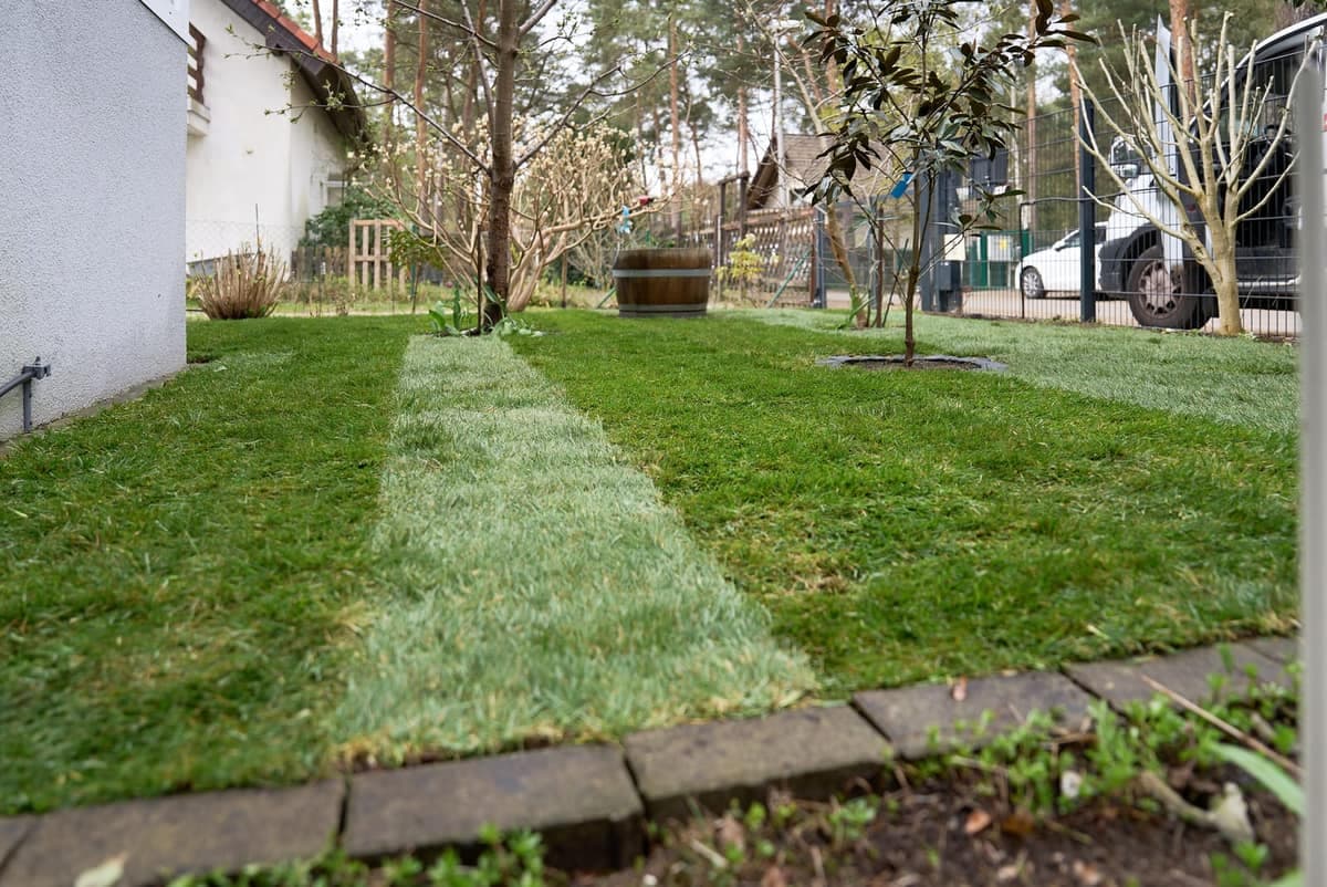Frisch verlegter Rollrasen mit sichtbaren Bahn-Nähten in einem Privatgarten